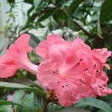 Rhododendron 'Pink Delight' fleur